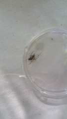 Tetragnatha quasimodo