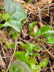 Asarum marmoratum