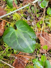 Asarum marmoratum
