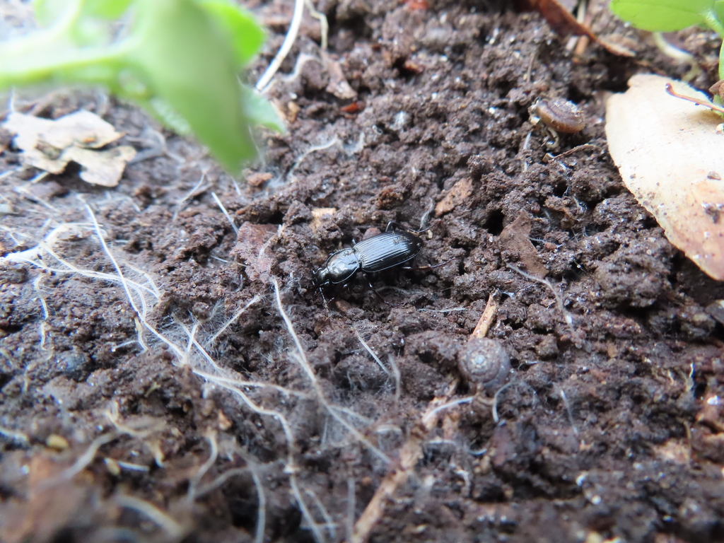 Pterostichus mutus