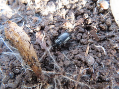 Pterostichus mutus
