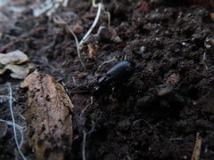 Pterostichus mutus