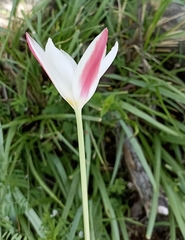Tulipa clusiana