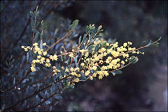 Acacia buxifolia