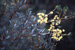 Acacia buxifolia
