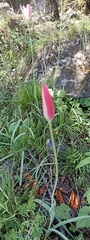 Tulipa clusiana