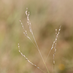 Panicum decompositum