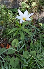 Tulipa clusiana