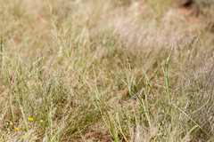 Panicum decompositum