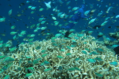 Chromis viridis