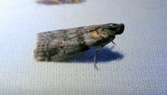 Sciota subfuscella