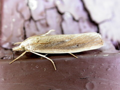 Thopeutis forbesellus