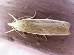 Thopeutis forbesellus