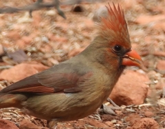 Cardinalis cardinalis superbus