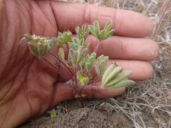 Lupinus brevicaulis