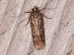 Filatima