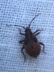 Deraeocoris olivaceus