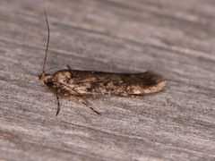 Filatima