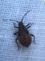 Deraeocoris olivaceus