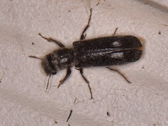 Melalgus plicatus