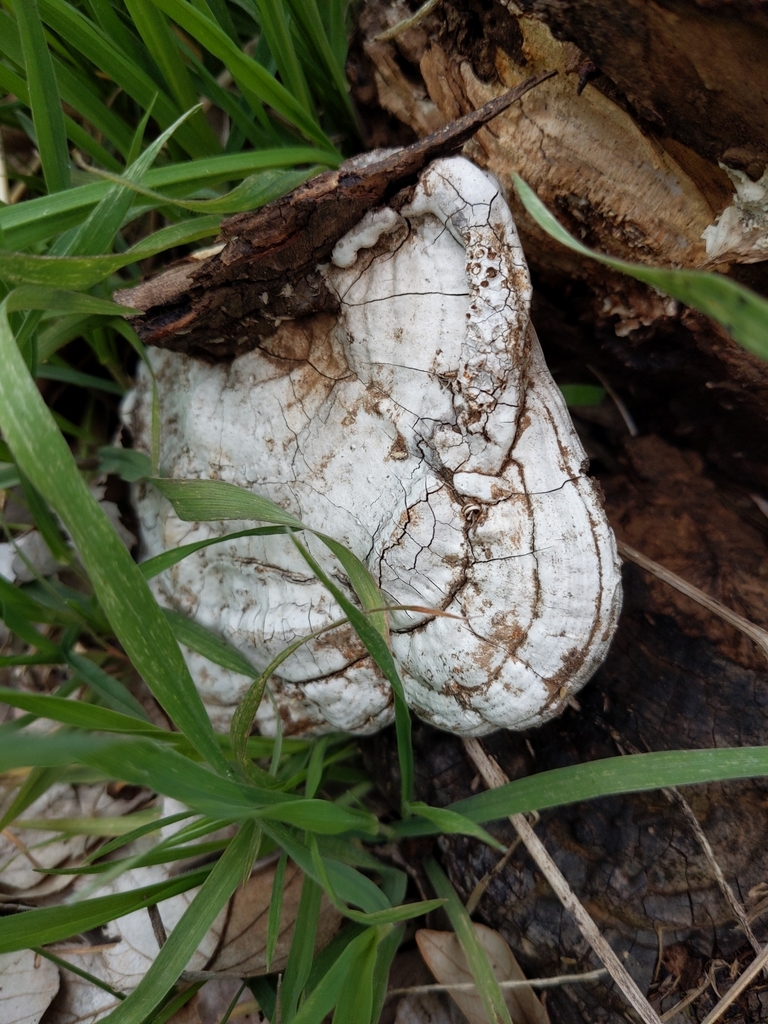 Ganoderma applanatum · March 2022 · photo: © munenori_yamakawa (iNaturalist, cc-by)