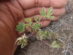 Lupinus brevicaulis