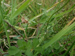 Gynoplistia pedestris