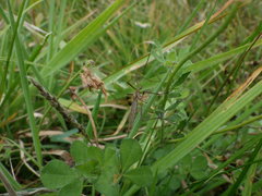 Gynoplistia pedestris