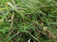 Gynoplistia pedestris