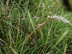 Gynoplistia pedestris