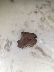 Neodictyopus dictyopus