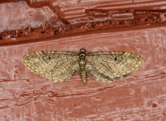 Eupithecia olivacea