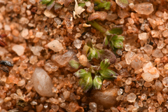 Polycarpon depressum