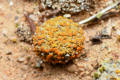 Caloplaca subpyraceella