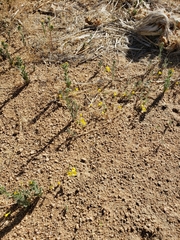 Leptosiphon chrysanthus