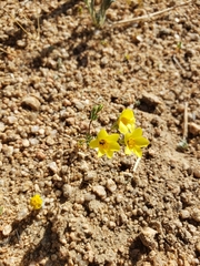 Leptosiphon chrysanthus