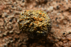 Caloplaca subpyraceella