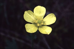 Ranunculus pachycarpus