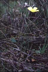 Ranunculus pachycarpus