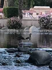 Branta canadensis