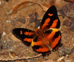 Symbrenthia hypselis