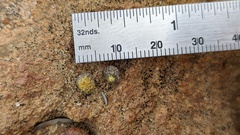 Caloplaca subpyraceella