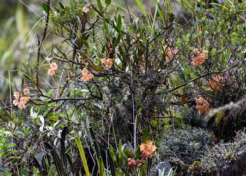 Epidendrum lloense (Lindl.) Hágsater & Dodson 3