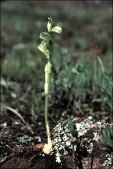 Pterostylis mutica
