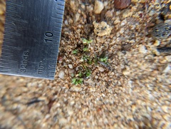 Polycarpon depressum