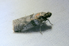 Sciota subfuscella