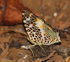 Symbrenthia hypselis