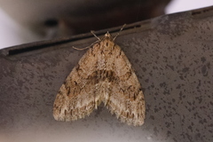 Trichopteryx polycommata