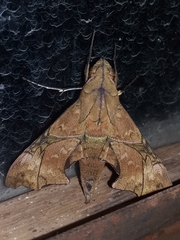 Aleuron iphis