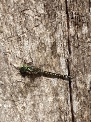 Gomphaeschna furcillata